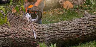 Best Tree Risk Assessment  in Woodstock, IL